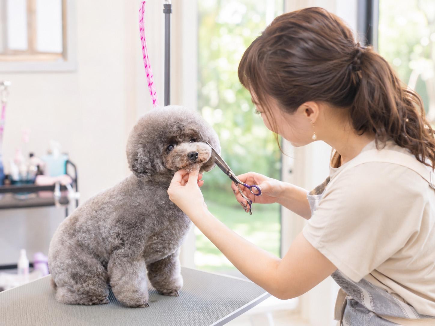 トリミングを受ける犬