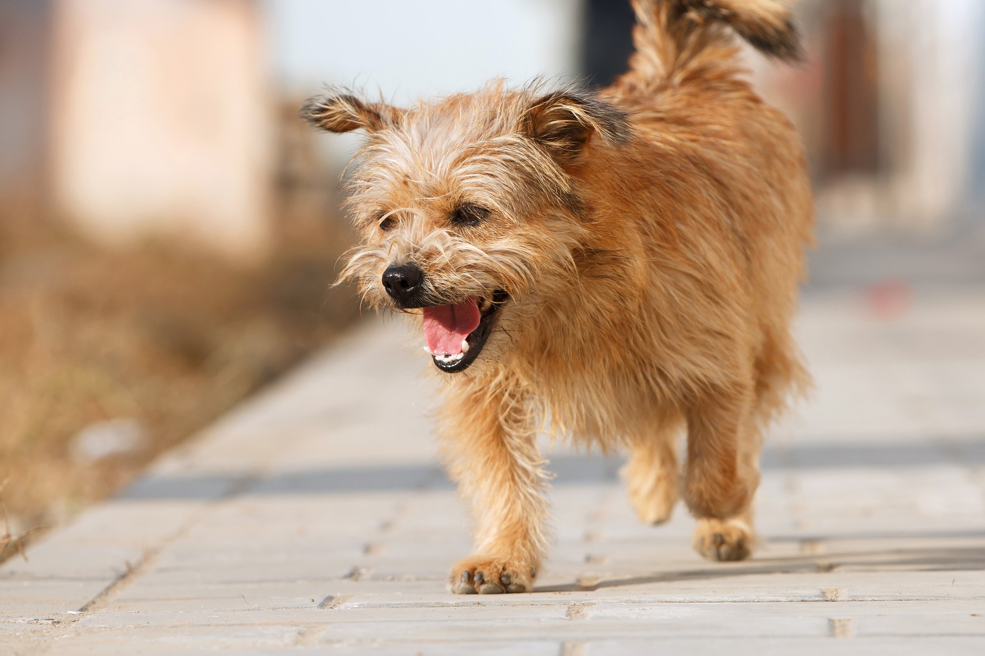 散歩中の犬