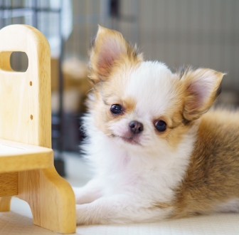 子犬の写真