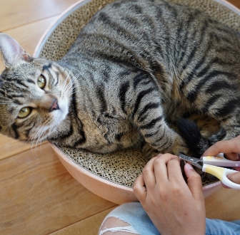 猫のケア