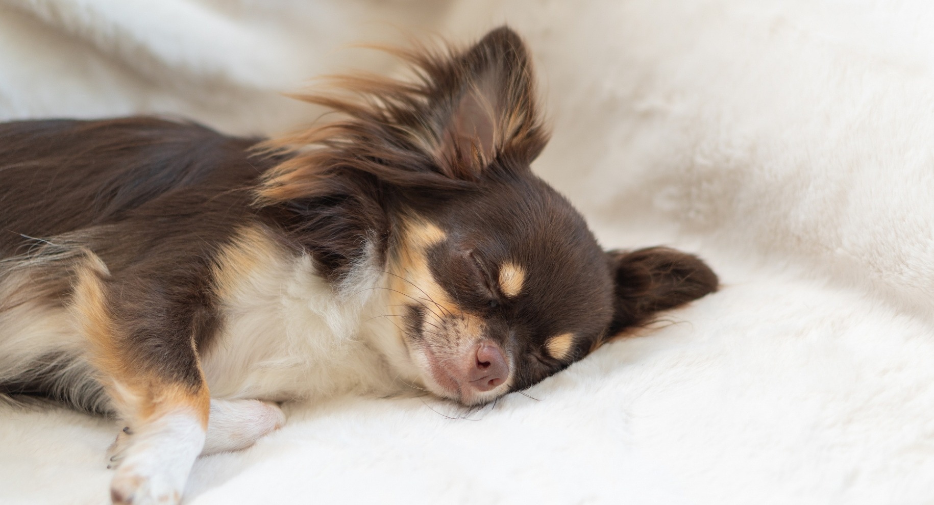眠っている犬