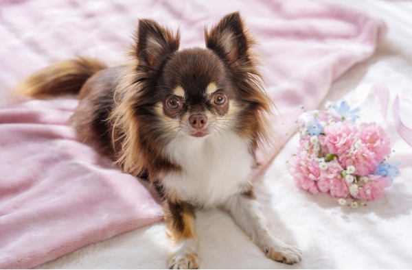 犬の写真