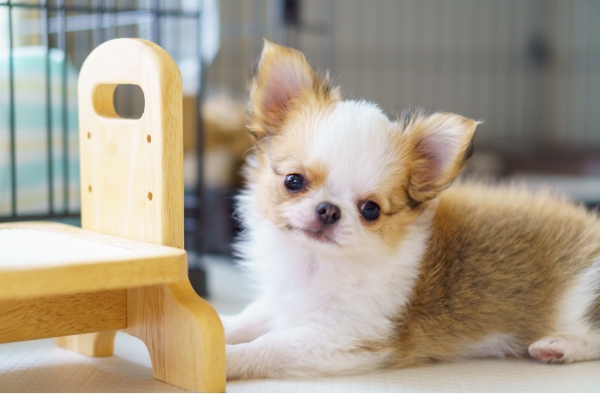 犬の写真